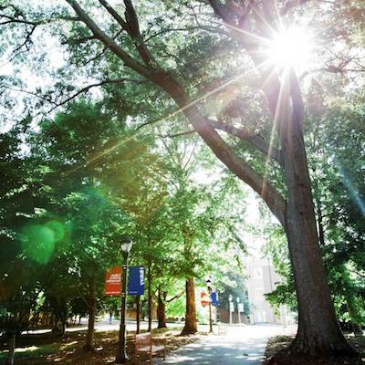 Sunrays through the tree